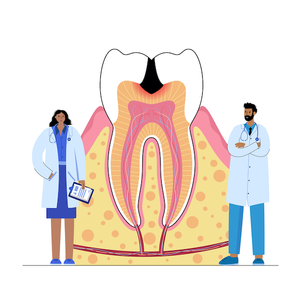 歯の構造を説明するイメージ画像｜歯は何からできているの？｜ブログ｜港南台パーク歯科クリニック