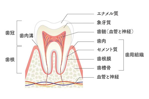 歯の断面図を説明する画像｜歯は何からできているの？｜ブログ｜港南台パーク歯科クリニック