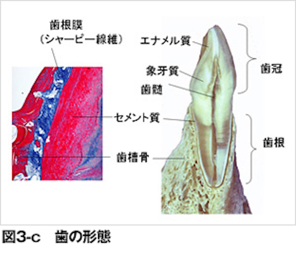 歯の構造の説明画像｜歯は何からできているの？｜ブログ｜港南台パーク歯科クリニック